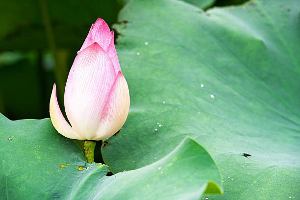 istock Pink water lotus flower growing in pond 2247957139
