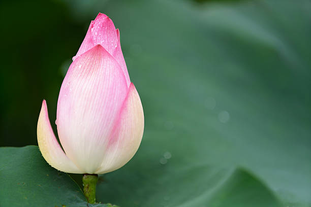 istock Pink water lotus flower growing in pond 2247957143