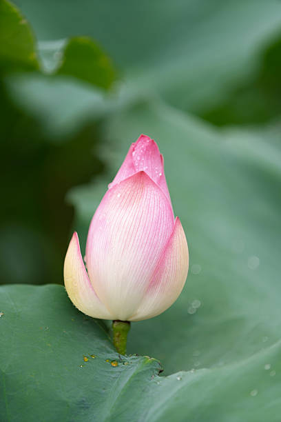 istock Pink water lotus flower growing in pond 2247957202