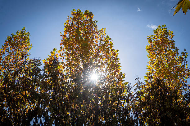 Tree tops with yellow leaves.