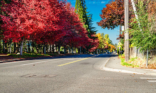 istock Seatac Streetside Autumn Trees 5 2247958540