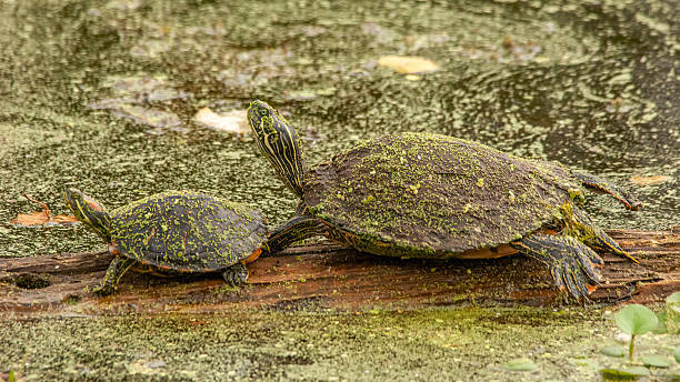 istock Texas River Cooters resting on a fallen branch 2247962369
