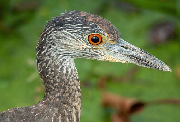 A Juvenile Yellow-crowned Night Heron at a Texas State Park