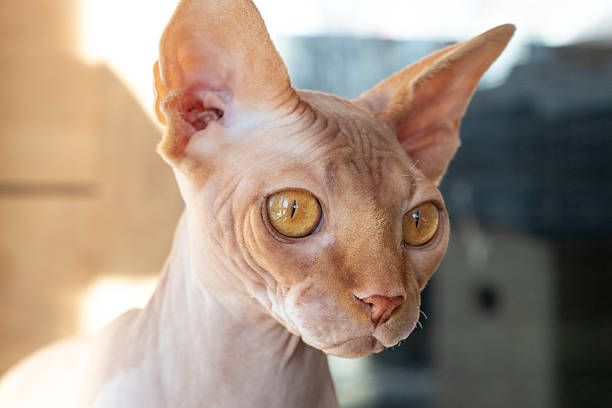 istock pink sphynx cat closeup portrait 2247962974