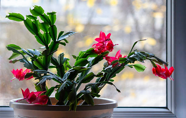 istock The Schlumberger Decembrist flower is red bright and beautiful 2247963916