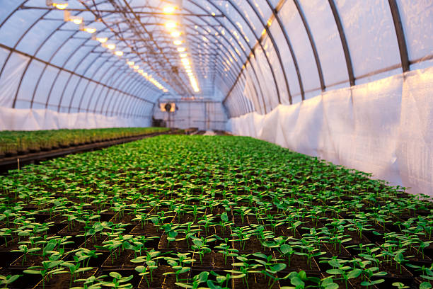 istock Plants grow in a greenhouse 2247963950