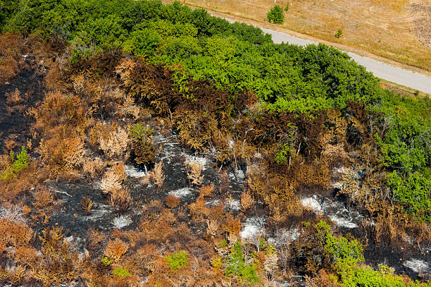 istock Scorched trees and grass after the fire. Aerial view 2247964057