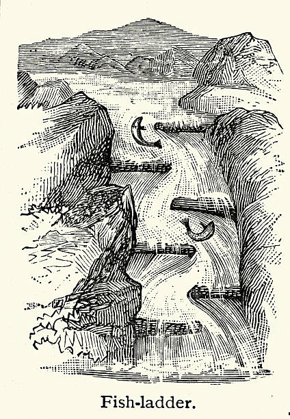 fish ladder is a structure designed to help fish migrate over obstacles like dams by providing a series of stepped pools. Also called a fishway, Vintage illustration, 19th Century, Victorian