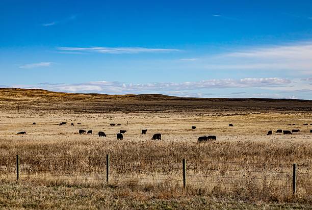 istock Cattle In The Distance. 2247967055