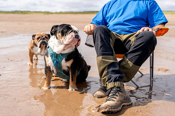Two bulldogs stand by their owner sitting on a chair at the beach. The sun shines brightly on the sandy shore while the dogs enjoy the warm weather.