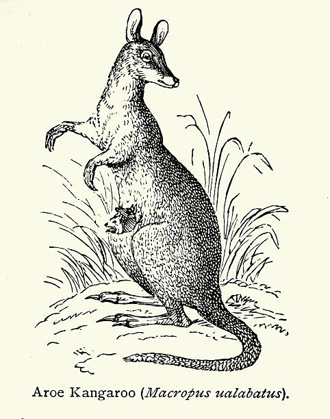 Wildlife, Aroe kangaroo or swamp wallaby (Wallabia bicolor), Vintage illustration, 19th Century, Victorian