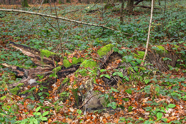 This wide shot features a forest landscape with a fallen, partially decayed tree trunk in the foreground, covered with vibrant green moss and dense shoots of living, green woodland vegetation twining around it.