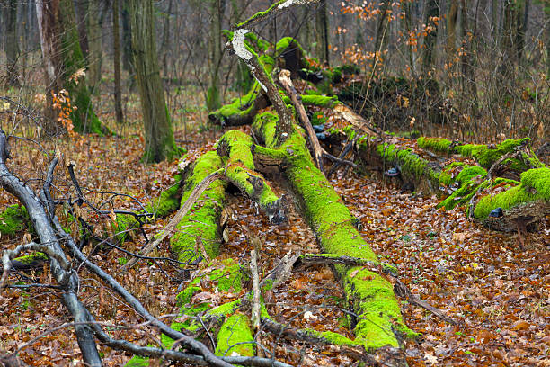 This shot features a landscape of a dense, damp forest with fallen tree trunks heavily covered in vibrant green moss.