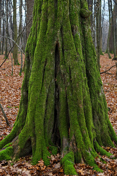 istock This vertical shot features a close-up of the base of a wide, old tree, whose trunk and exposed roots are completely covered in a thick, vibrant green carpet of moss. 2247968871