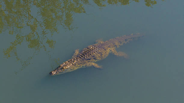 istock Nile crocodile resting along the Malagarasi River, showcasing its powerful build and textured skin.A striking wildlife capture from Tanzania’s natural habitats. 2247970724