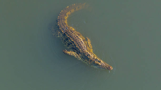 istock Nile crocodile resting along the Malagarasi River, showcasing its powerful build and textured skin.A striking wildlife capture from Tanzania’s natural habitats. 2247970840