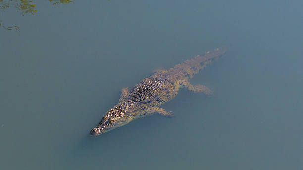 istock Nile crocodile resting along the Malagarasi River, showcasing its powerful build and textured skin.A striking wildlife capture from Tanzania’s natural habitats. 2247970902