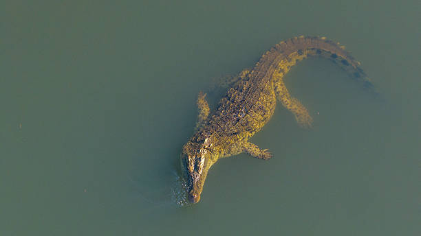 istock Nile crocodile resting along the Malagarasi River, showcasing its powerful build and textured skin.A striking wildlife capture from Tanzania’s natural habitats. 2247970923