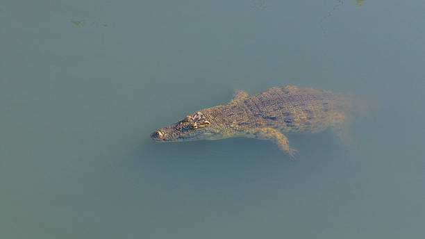 istock Nile crocodile resting along the Malagarasi River, showcasing its powerful build and textured skin.A striking wildlife capture from Tanzania’s natural habitats. 2247971058