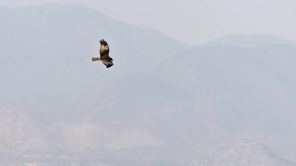 istock Western Marsh Harrier (Circus aeruginosus) Soaring High With Mountains in the Distance 2247971922