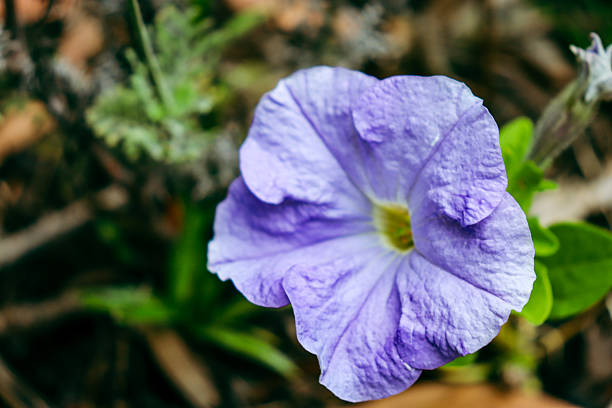 blue petunia flower in garden bed