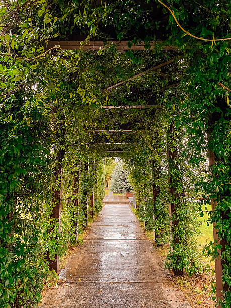 istock Peaceful trail lined with greenery and dappled sunlight ambiance 2247972044