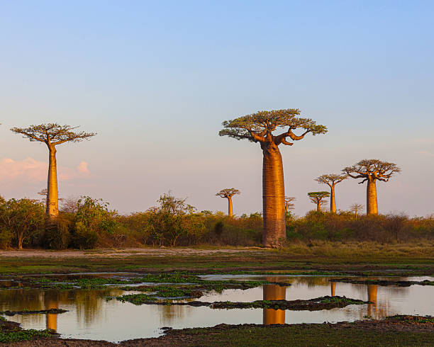 Sunset at the Alley of the Baobabs (Baobab Avenue) in Western Madagascar.