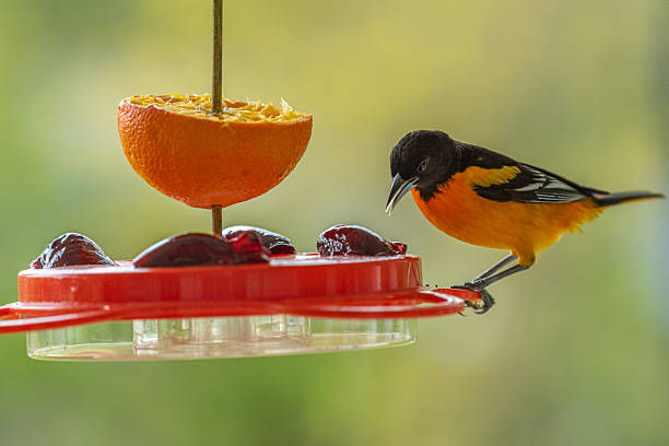 istock Baltimore Oriole perched on feeder with orange and jelly 2247972881