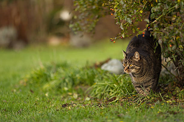 istock Cute tabby cat stands happily by a bush, looking attentively to the left 2247973609