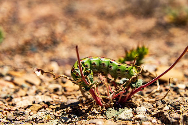 The Caterpillar Sphinx Moth, also known as the White-lined Sphinx Moth (Hyles lineata), is a common sight in Death Valley National Park. These large caterpillars can be quite striking, with a variety of colors and patterns. Green, Red, Black