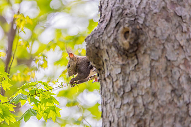Hokkaido squirrel in a park