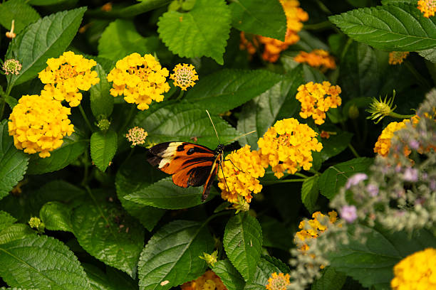 Orange Tiger butterfly, open wings, resting on blooming Lantana