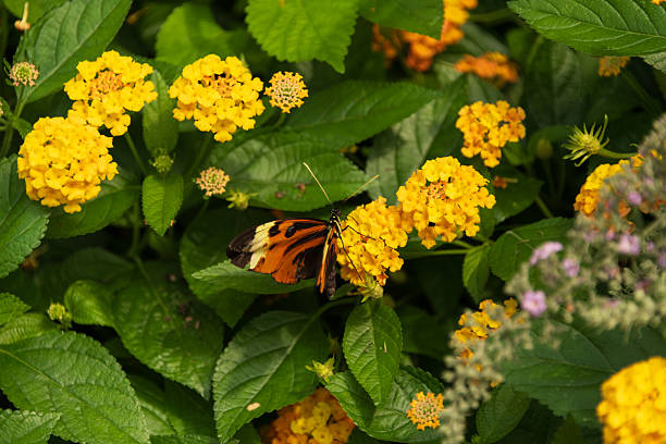 istock Orange Tiger butterfly, open wings, resting on blooming Lantana 2247974466
