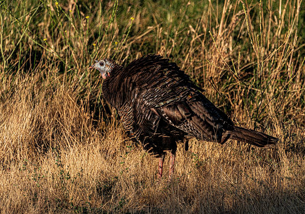 The golden light of the sun bathes the grassland in warmth. A sea of tall grasses, still damp with morning dew, sways in the cool breeze. A group of wild turkeys emerges from the tall grass, their heads bob as they peck at the ground, searching for seeds, and insects, amongst the blades of grass