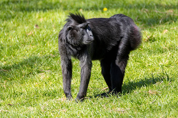 a single Celebes crested macaque (Macaca nigra)  with green grass in the background at Paignton Zoo, Devon, UK