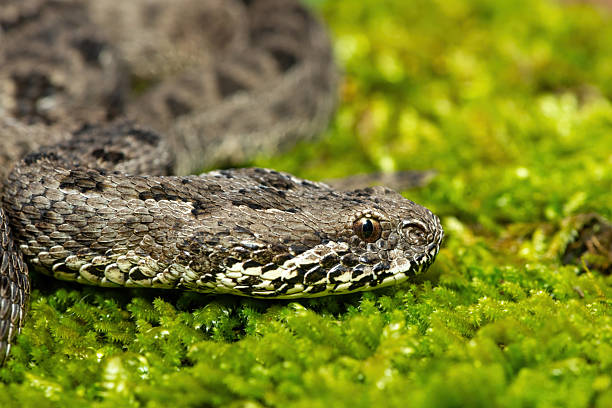 istock Berg adder (Bitis atropos), from the Drakensberg 2247975873