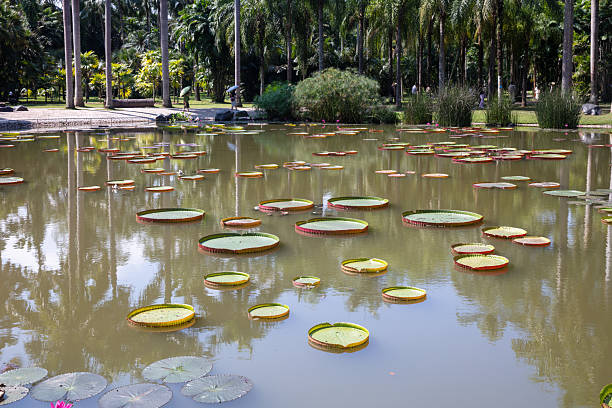 Victoria amazonica at Xishangbanna