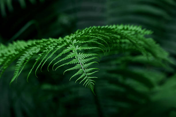 istock Lush green fern frond growing in forest creating natural background 2247977651