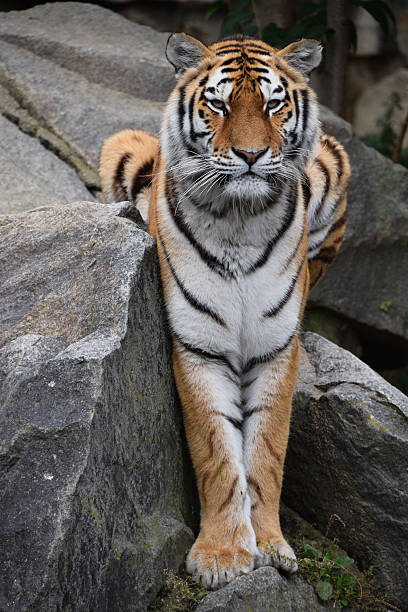 istock Tiger standing on rocks surveying habitat 2247977678