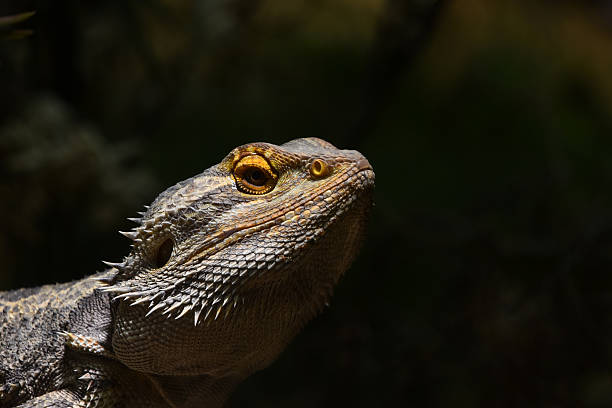 istock Bearded dragon Pogona head details closeup looking up 2247977700