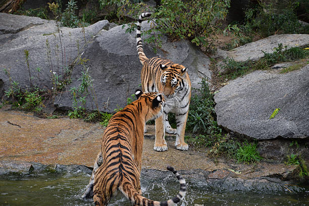 istock Two tigers interacting by water in natural habitat 2247977710
