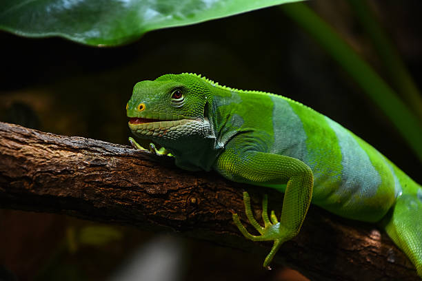istock Green Fiji banded iguana resting on a tree branch 2247977711