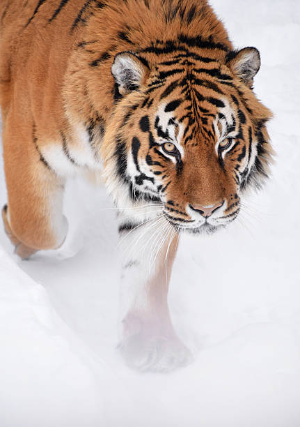Amur tiger walking directly towards the viewer through deep white snow, showcasing its powerful presence and piercing yellow eyes in a cold winter environment