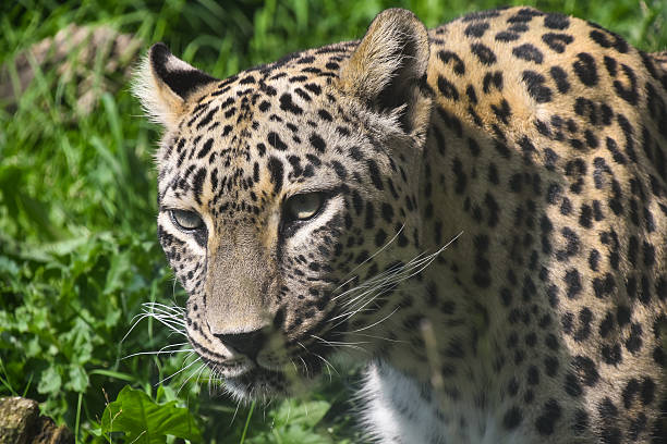 istock Amur leopard looking intently in green grass habitat 2247977775