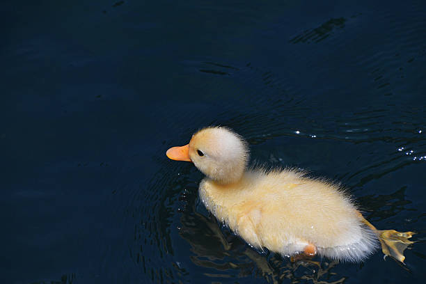 istock Yellow duckling peacefully swimming alone in dark water 2247977789