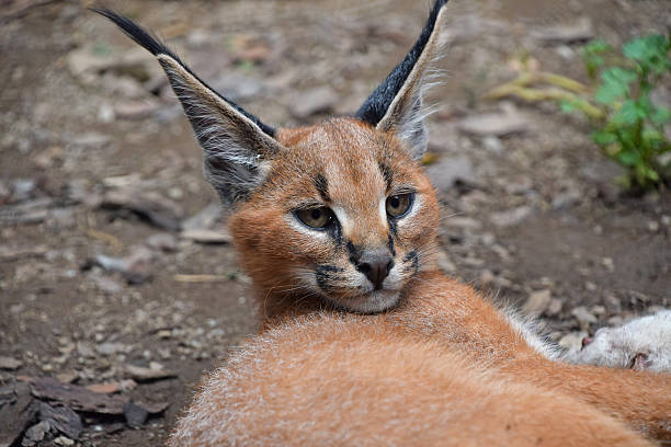 istock Caracal kitten relaxing with long tufted ears 2247978059