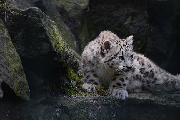 istock Snow leopard cub resting on mossy rocks 2247978073