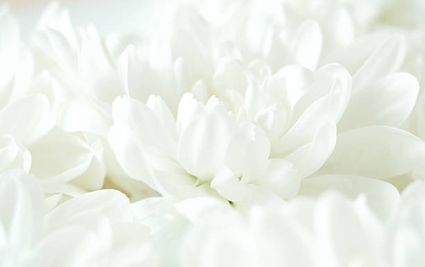 istock Delicate white chrysanthemum petals in soft daylight, macro close-up with dreamy texture. Elegant natural background, tranquil and pure, suitable for spa, cosmetics, wellness or romantic bridal themes 2247982605