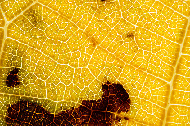 Close-up of a yellow autumn leaf lit from behind, showing fine vein structure and dark decay spots in high detail.