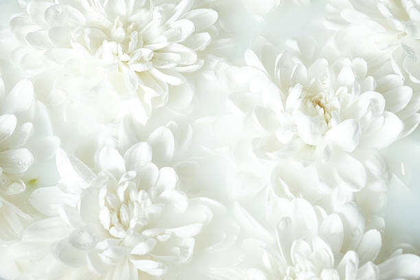 istock Bright white chrysanthemum floral background. Neutral soft texture ideal for packaging, cosmetics branding, greeting cards, and posters 2247982809
